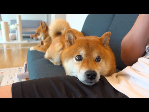 柴犬は飼い主の“意外な物”に心惹かれたようです。(YouTube)
