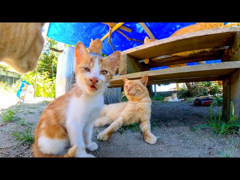運動場に設置された日除けの下で出撃を待つ茶トラ猫軍団(YouTube)
