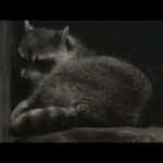 アライグマ (天王寺動物園・ナイトズー) 2021年10月11日(YouTube)