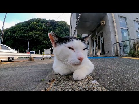 【今週の感動猫動画】今週撮った短い未公開動画まとめて公開-unreleased video of this week-2023/7/1w(YouTube)