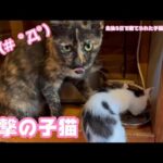 進撃の子猫 生後3日で棄てられた子猫達 Day81(YouTube)