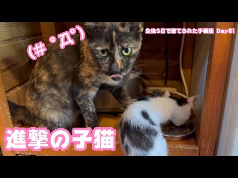 進撃の子猫 生後3日で棄てられた子猫達 Day81(YouTube)