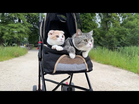 ベビーカーで公園をお散歩したら猫たちが大喜びでかわいすぎました…(YouTube)