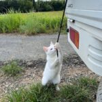 【猫の手貸しますニャ】農家の人にご飯をもらった猫ちゃんが軽トラの荷物を固定→まるで農作業のお手伝いをしているようだと話題に(ブログ)