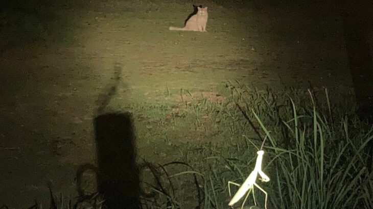 猫とカマキリの異種格闘技戦が勃発！？闇夜に照らされた2匹の対峙する姿がリアルポケモンバトルのようだとSNSで大反響(ブログ)