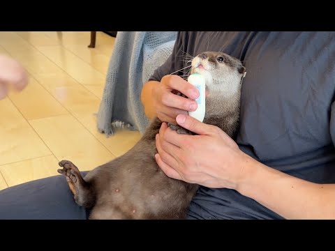 脇の下に刺して体温測ったカワウソが可愛すぎた The otter who took his temperature under his armpit was too cute.(YouTube)