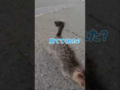 大きくジャンプしてついてくる子猫が可愛すぎる(YouTube)