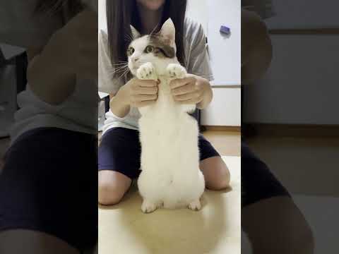 豆大福、可愛くてごめん(YouTube)