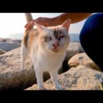 石の防波堤に行くと猫がモフられに出てきて癒やされる(YouTube)