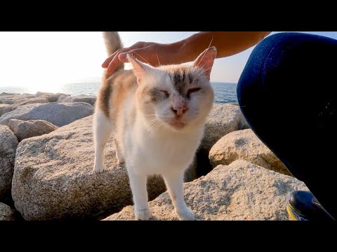 石の防波堤に行くと猫がモフられに出てきて癒やされる(YouTube)