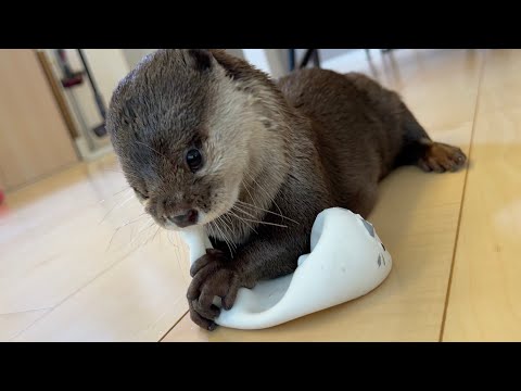 いつも風船を割るカワウソが丈夫な風船を目の前にした結果なかなか割れず… Otter with a sturdy balloon that doesn’t break easily.(YouTube)
