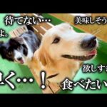 好物を前に、待ちきれない犬達の上目遣いがたまらなく好きです。(YouTube)