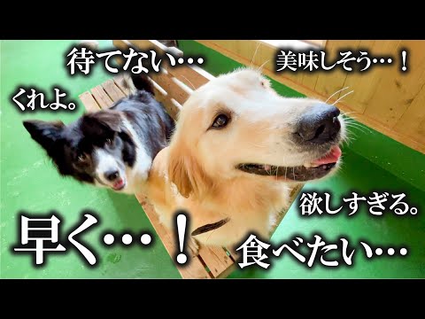 好物を前に、待ちきれない犬達の上目遣いがたまらなく好きです。(YouTube)