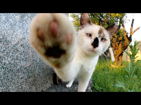 石碑の周りに集まっていた恥ずかしがり屋な猫達をモフる(YouTube)