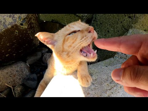 テトラポットの隙間で涼む茶トラ猫をモフったら指をカプリと噛まれた(YouTube)