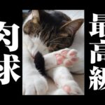 【猫動画】最高級肉球299〜にゃんともパレード〜#猫動画#猫#299(YouTube)