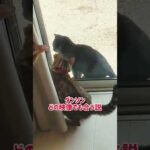 【ダンソン】妊婦猫の猫パンチにも合う説 #shorts(YouTube)