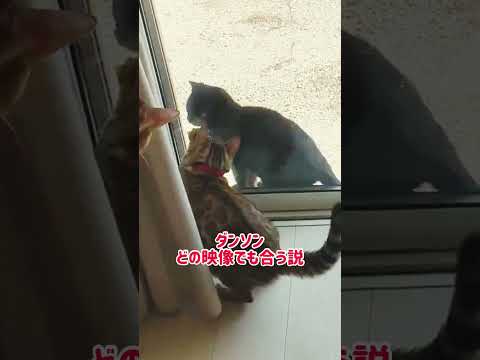 【ダンソン】妊婦猫の猫パンチにも合う説 #shorts(YouTube)