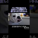 お兄ちゃん大好き　#犬 #子犬 #パピー #ブルドック #お泊まり(YouTube)