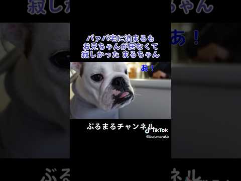 お兄ちゃん大好き　#犬 #子犬 #パピー #ブルドック #お泊まり(YouTube)