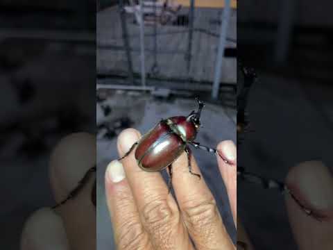今度はカブトムシが遊びに来てくれました(YouTube)