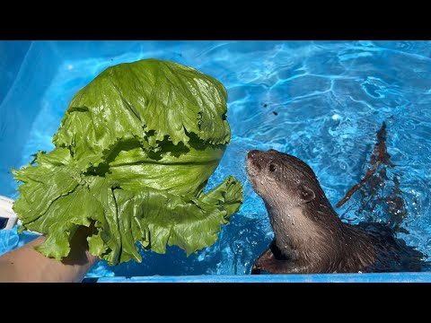 夏はやっぱこれ！丸ごと冷やしレタスを食べるカワウソ！ This is what summer is all about! An otter eating whole chilled lettuce!(YouTube)