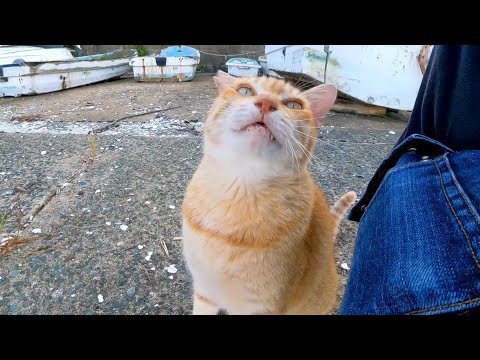 漁港の船置場にいた茶トラ猫はとにかく甘えん坊(YouTube)