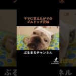 甘えん坊将軍なイッヌ　#ブルドッグ #犬 #甘えん坊(YouTube)