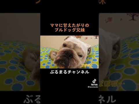 甘えん坊将軍なイッヌ　#ブルドッグ #犬 #甘えん坊(YouTube)