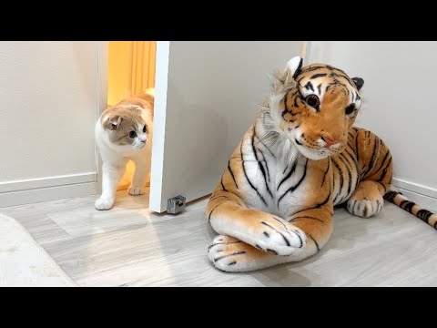 自分の部屋に虎がいたときの子猫の反応がかわいすぎましたwww(YouTube)