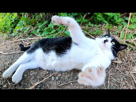 ほっぺたがタプタプのハチワレ猫、ヘソ天ポーズになると凶暴化する(YouTube)