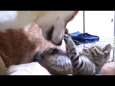【R村の歴史】初めて子猫2匹が柴犬に立ち向かおうとにゃんプロを挑んだ結果こうなりました笑(YouTube)