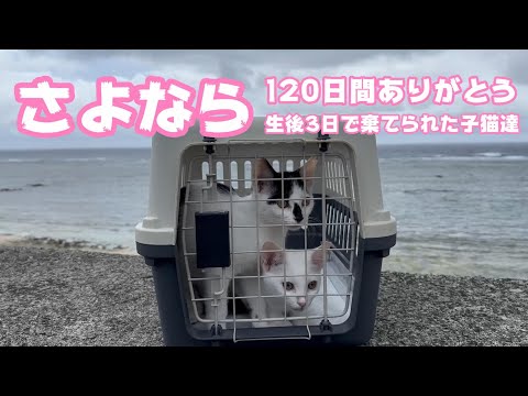 さよなら そして120間ありがとう 生後3日で棄てられた子猫達(YouTube)