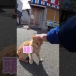 撫でようとしたら腕を掴んで頭を擦り付けてきた甘えんぼ猫#shorts(YouTube)