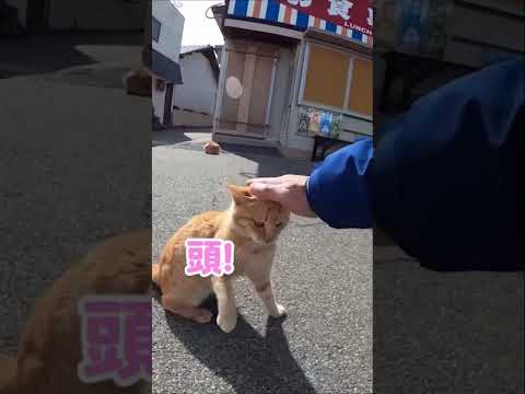 撫でようとしたら腕を掴んで頭を擦り付けてきた甘えんぼ猫#shorts(YouTube)