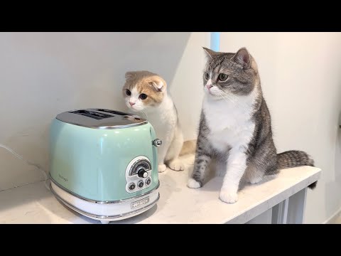 トースターから食パンが飛び出してきたときの猫たちの反応がかわいすぎたwww(YouTube)
