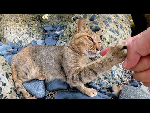 凶暴で嫉妬深い猫達が遊ぶ順番をめぐって喧嘩してしまう(YouTube)
