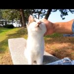 石のベンチで野良猫の隣に座るとゴロゴロ喜んで懐いてきた(YouTube)