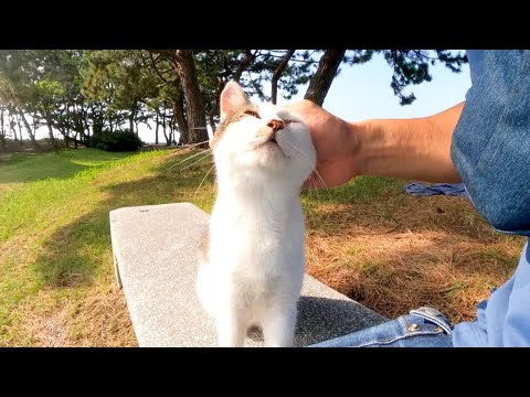 石のベンチで野良猫の隣に座るとゴロゴロ喜んで懐いてきた(YouTube)