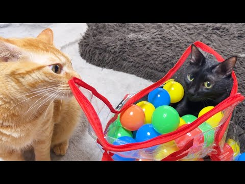 泡風呂みたいに大量のボールの中に飛び込む黒猫(YouTube)
