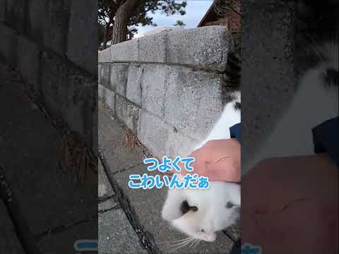 自分より強い猫には逆らえないにゃ#shorts(YouTube)