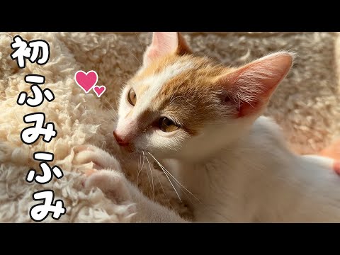 【7日目】子猫が家に来て初めてふみふみしました！！(YouTube)