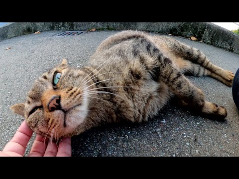 無愛想な白猫に無視されたけど、甘えん坊なキジトラ猫が甘えに来てくれた(YouTube)