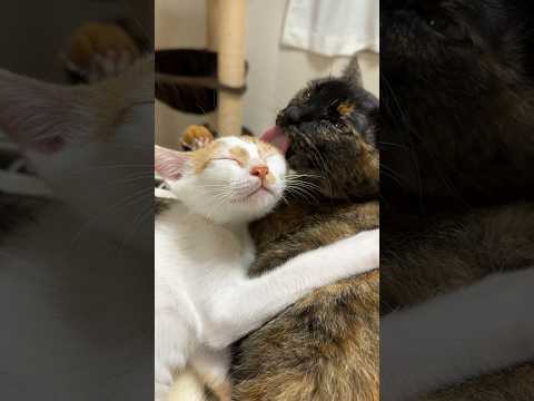 毛づくろいが嬉しすぎて鳴いちゃう子猫 #shorts(YouTube)