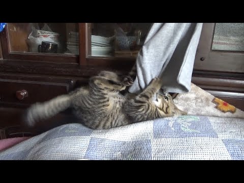 自由にさせてもらえないと破壊行動に出る子猫(YouTube)