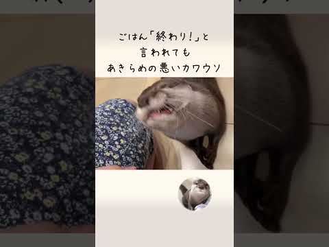 話せるようになり、人語を理解し始めたカワウソ otter who has become able to speak and has begun to understand human language(YouTube)