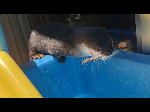 プールに滑り台を渡してカワウソに喜んでもらおうとしました！ I tried to please the otters by giving them a slide in the pool!(YouTube)