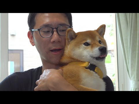 柴犬はこの瞬間子犬のような表情に変化するようです。(YouTube)