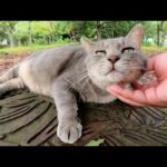 トトロみたいな猫がお腹いっぱいカリカリを食べて、ゴロンと寝転がる(YouTube)