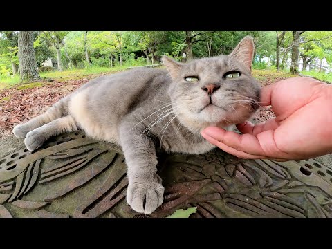トトロみたいな猫がお腹いっぱいカリカリを食べて、ゴロンと寝転がる(YouTube)